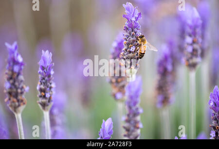 La foto di un ape seduto su una viola di fiori di lavanda. Foto Stock