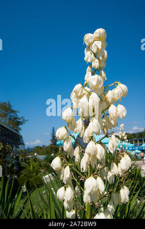 Fioritura di piccole dimensioni Palm tree - agave blu con una torcia enorme di bianco fiori grandi contro un cielo blu chiaro. Foto Stock