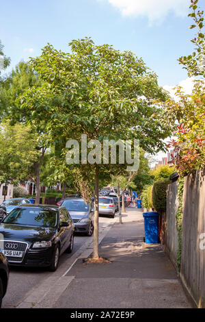 Carta di gelso (Broussonetia papyrifera) street tree, Dulwich London SE21 Foto Stock