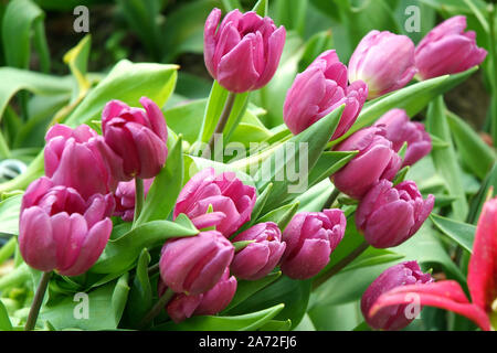 Pralormo, Piemonte, Italia. Messer Tulipano mostra di giardinaggio con molla fioritura di tulipani al Castello di Pralormo. Foto Stock