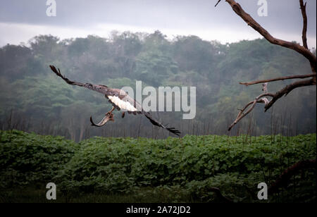 Testa Grigia Aquila di Pesca a Kabini Karnataka Foto Stock