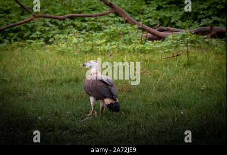 Testa Grigia Aquila di Pesca a Kabini Karnataka Foto Stock