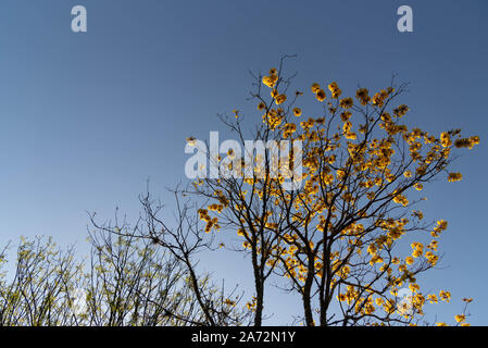 La ipe di cotone a fiore giallo, che ha il nome scientifico Handroanthus serratifolius, è una specie di albero del genere Handroanthus. Foto Stock