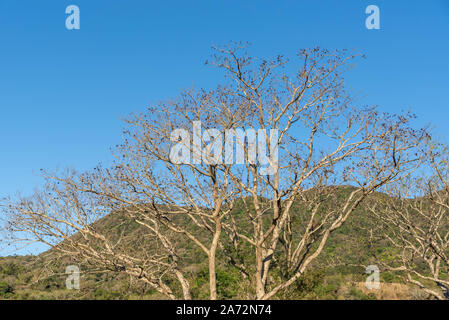 Albero denominato Timbaúva. Nome scientifico Enterolobium contortisililiquum. Regioni di coltivazione: In Brasile, questa specie si trova a Pará, Goiás, Mato Grosso a. Foto Stock