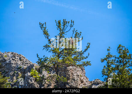 Un Americano aquila calva in Helena National Forest, Montana Foto Stock