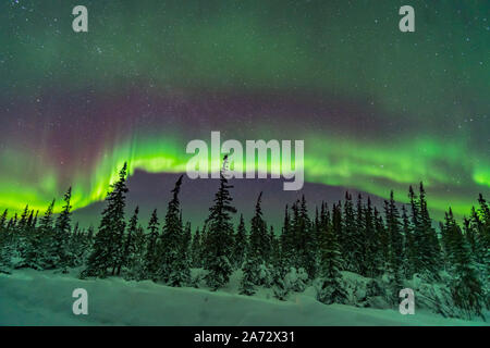 Una banda di colore sottilmente aurora su alberi innevati del nord della foresta boreale, Churchill, Manitoba. Questo è stato Feb 9/10, 2019. Cassiopeia è a le Foto Stock