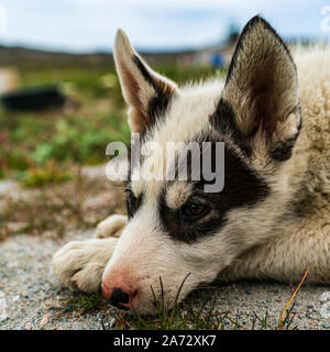 La Groenlandia cane - un husky sled dog cucciolo ad Ilulissat in Groenlandia. I capretti slitta trainata da cani cane carino e adorabile guardando la fotocamera in estate natura paesaggio in Groenlandia. Foto Stock