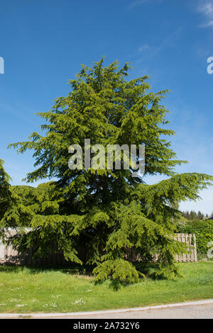 Atlas Cedar conifera sempreverde Tree (Cedrus atlantica) in un parco in Rural Devon, Inghilterra, Regno Unito Foto Stock