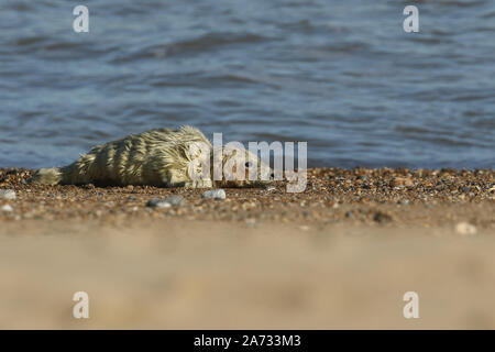 Un simpatico appena nato guarnizione grigio Pup, Halichoerus grypus, sdraiato sulla spiaggia. Foto Stock