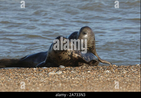 Due divertenti le foche grigie, Halichoerus grypus, giocare a combattere sul litorale durante la stagione riproduttiva. Foto Stock