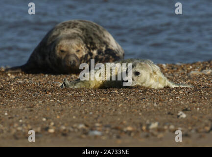 Un simpatico appena nato guarnizione grigio pup, Halichoerus grypus, sdraiato sulla spiaggia vicino a sua madre di appoggio. Foto Stock