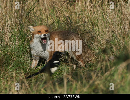 Un magnificentl wild Red Fox, Vulpes vulpes, guardando una gazza con la bocca aperta. Foto Stock