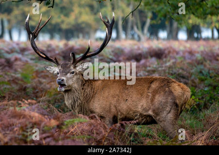 Londra, Regno Unito. 27 ott 2019. Un inizio di mattina di cervi ruggisce in Richmond Park, dove oltre 600 cervi girovagano liberamente. Credito: Guy Corbishley/Alamy Live News Foto Stock