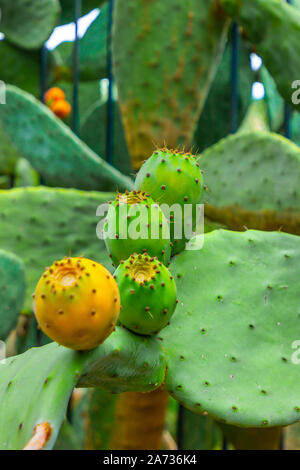 Ficodindia cactus con arancia e frutti verdi Foto Stock