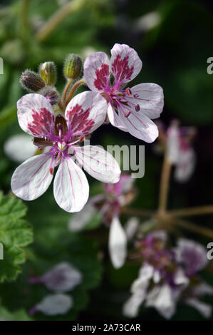 Bianco/Rosa geranio, Pelargonium, Erodium fiori coltivati in casa alpina ad RHS Garden Harlow Carr, Harrogate, Yorkshire. Inghilterra, Regno Unito, Foto Stock
