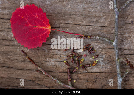 Zitterpappel, Herbstlaub und Knospen, Zitter-Pappel, Pappel Espe, Aspe, Populus tremula, pioppo tremolo aspen, vacilla aspen, Le Peuplier tremare, T Foto Stock