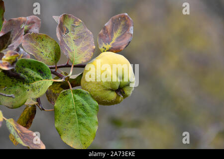 Uno mature mele cotogne organico sul ramoscello con foglie in autunno colori Foto Stock