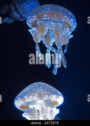 Medusa alla deriva nel mare illuminato da luce blu Foto Stock