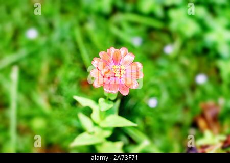Fiore di Zinnia Foto Stock