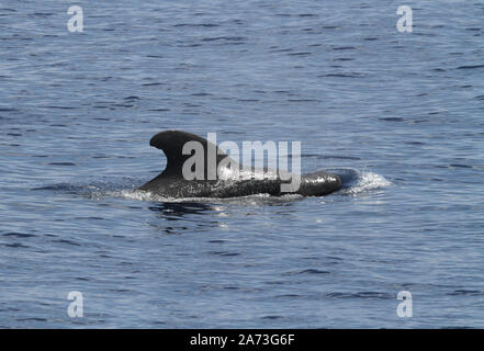 A breve alettato di Balene Pilota Foto Stock