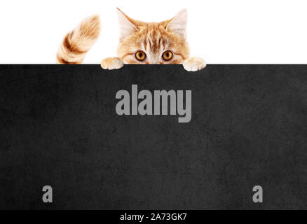 Divertente gatto pet mostra una targhetta neri isolati su sfondo bianco modello vuoto e spazio di copia Foto Stock
