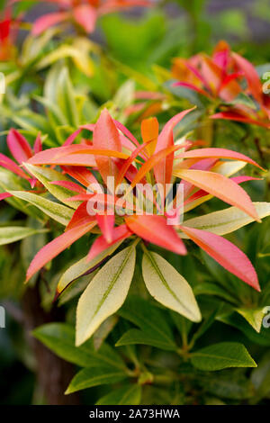 Sarcococca "Flaming Silver" Foto Stock