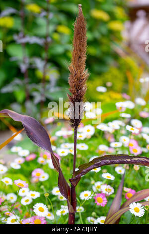 Pennisetum glaucum 'Barone viola' Foto Stock