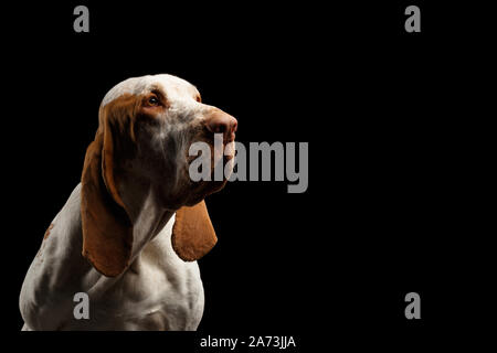 Ritratto di Bracco Italiano Pointer cane guardare al lato isolato su sfondo nero, vista di profilo Foto Stock