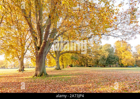 Northampton, Regno Unito. 29 ottobre, 2019 UK Meteo, luminosa mattina di sole in Abington Park i colori dell'autunno in mostra nella luce del mattino. Keith J Smith./Alamy Live News Foto Stock