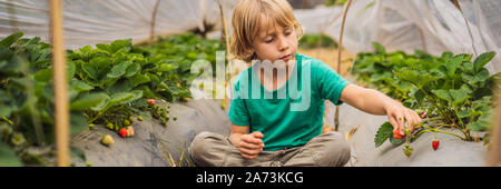 BANNER, formato lungo piantagioni di fragole a Bali nell'area Bedugul. Felice carino kid ragazzo di picking e di mangiare fragole biologici bio Berry Farm in Foto Stock