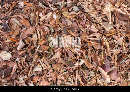 Consistenza naturale di foglie vecchie e di erba in autunno. Rametti, vegetazione asciutta sul terreno. I toni di marrone. Foto Stock