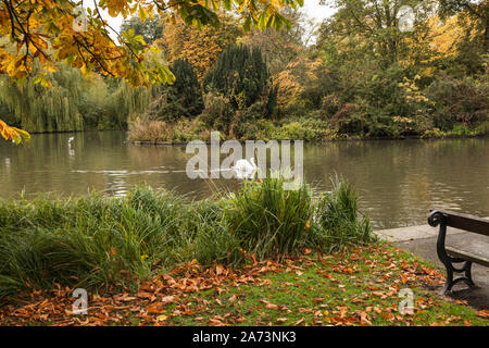 Gli alberi che mostra i colori autunnali nel South Park, Darlington,l'Inghilterra,UK con un cigno bianco nel lago Foto Stock