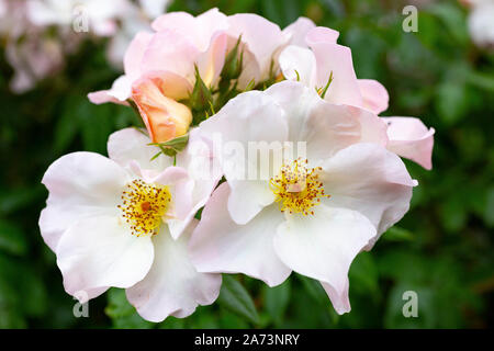 Rosa "alleato Holmes' Foto Stock