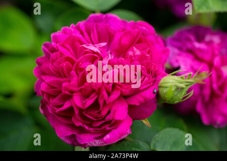 Rosa 'De Resht' Foto Stock