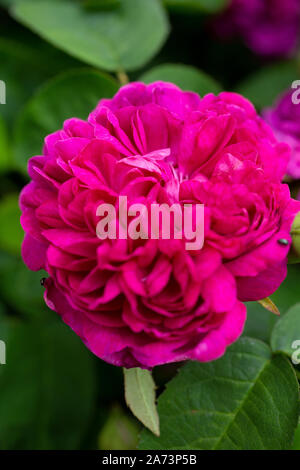 Rosa 'De Resht' Foto Stock