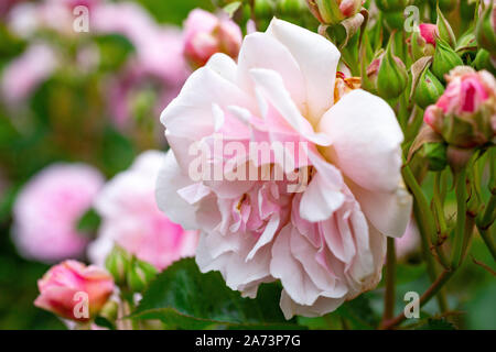 Rosa "Felicia" Foto Stock