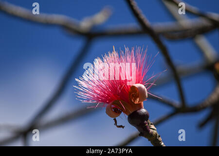 Pseudobombax ellipticum albero in Barbados fotografato nel tardo pomeriggio sorprendente alla luce del sole Foto Stock