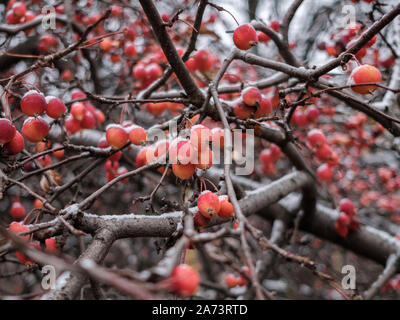 Rami di un cinese melo o granchio Siberiano con piccole mele rosse in polvere con la neve su un nuvoloso giorno di novembre. Dwarf meli congelare in fine di un Foto Stock