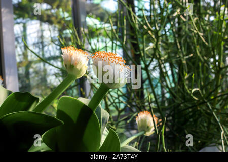 Haemanthus albiflos pianta flowering. Pennello o di elefante lingua fiore bianco Foto Stock