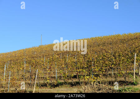 I vigneti delle Langhe piemontesi in autunno dopo il raccolto Foto Stock