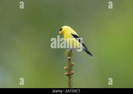 American maschio cardellino appollaiato sulla cima di un abete bianco. Foto Stock