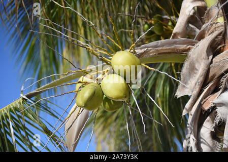 Noci di cocco verde su un albero di palma in Barbados Foto Stock