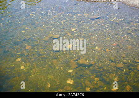 Fondo di un fiume poco profondo, con pietre e ciottoli Foto Stock