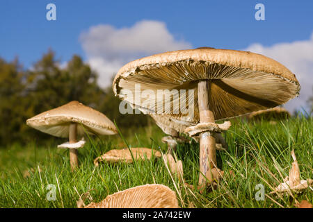 Ombrellone funghi nome latino Macrolepiota procera corpi fruttiferi di funghi commestibili che si trovano comunemente in un terreno erboso aperto Foto Stock