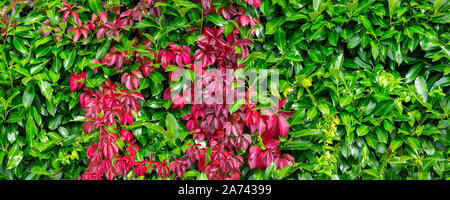 Cadono le foglie seamless texture di sfondo, uva recinzione del superriduttore, Parthenocissus o Virginia pianta rampicante, verde e rosso e motivo floreale Foto Stock
