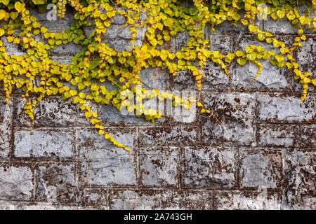 Cadono le foglie seamless texture di sfondo, superriduttore recinzione di parete, pianta rampicante, giallo motivo floreale Foto Stock