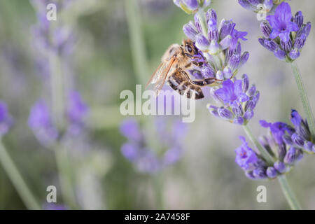 Close-up ape su una lavanda Foto Stock