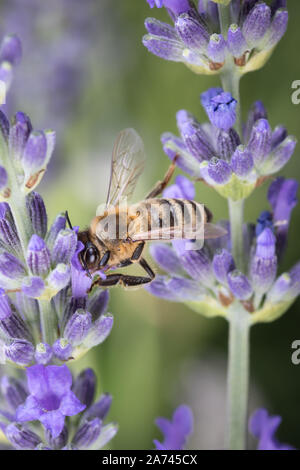 Close-up ape su una lavanda Foto Stock