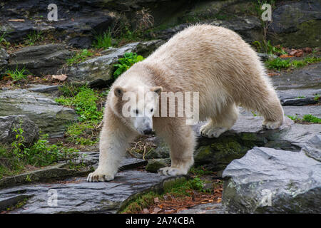 Un giovane orso polare passeggiate sulle rocce per cercare cibo Foto Stock