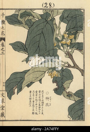 Kakinohana o kaki fiore, Diospyros kaki. Handcolored woodblock print da Kono Bairei da Senshu no hana (mille varietà di fiori), Bunkyudo, Kyoto, 1889. Foto Stock